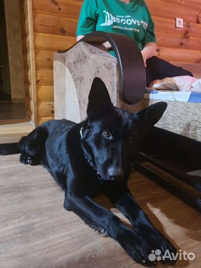 Ветеринарный врач на дом