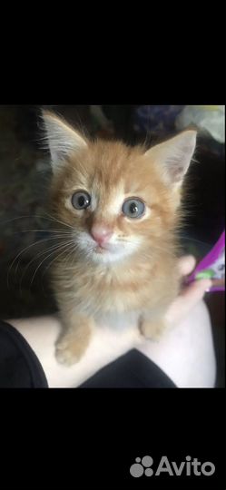 Котята с помойки