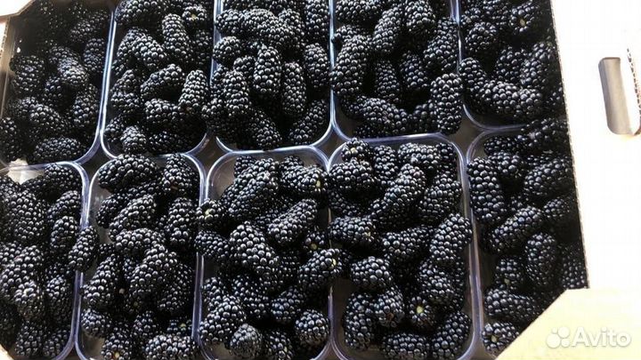 Продам саженцы ежевики сорт Лохтей, Наичез