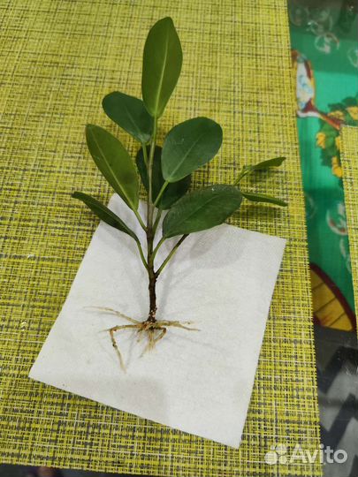 Фикус мокламе отросток