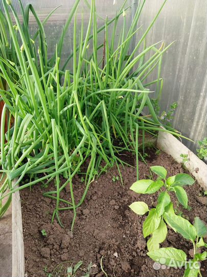 Многолетний лук