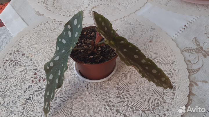 Бегония Макулата 2шт