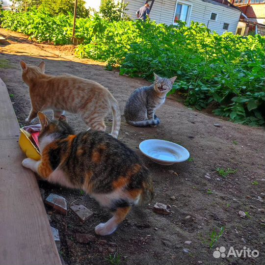Кошки в добрые руки