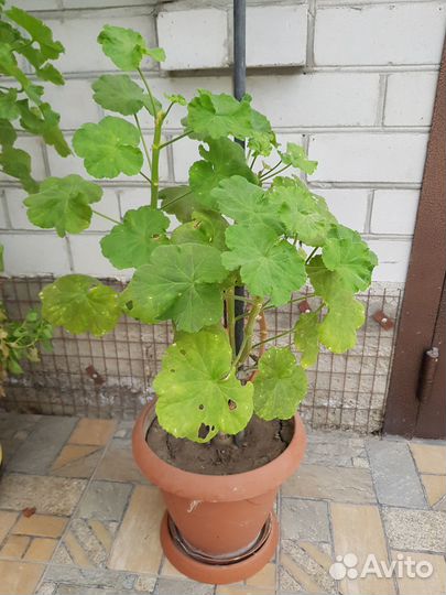 Герань в горшке