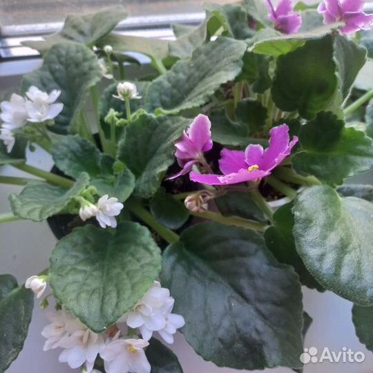 Фиалка в горшках