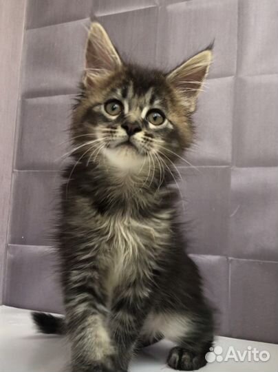 Мейн-кун мальчик тикинг