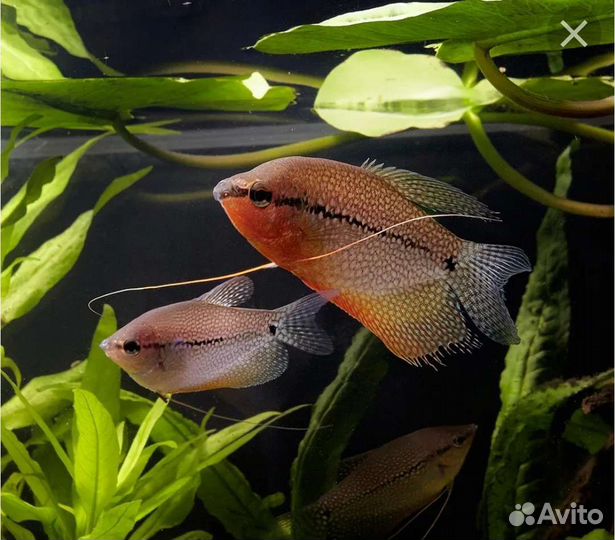 Гурами, аквариумная рыба