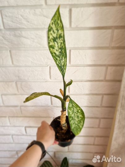 Цветы комнатные, дифенбахия, хойя