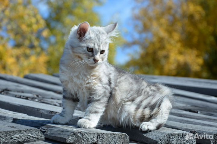 Курильский бобтейл