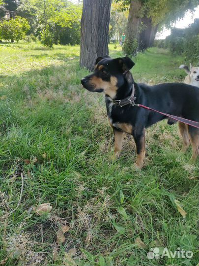 Найдена собака