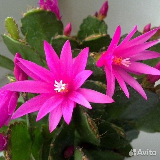 Рипсалидопсис, укоренённые черенки