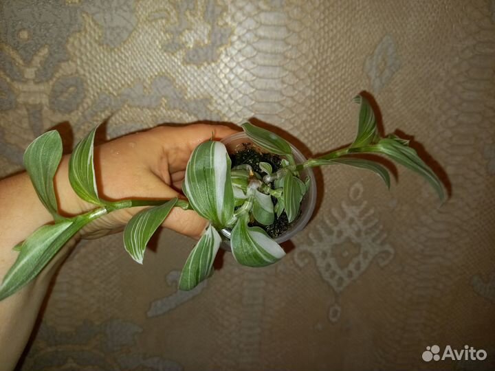 Традесканция 2 вида