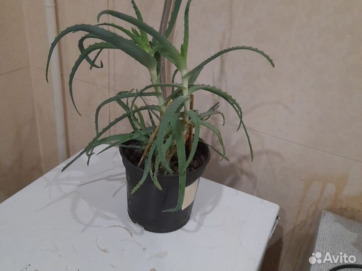 Алоэ столетник