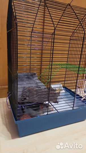 Крысы девочки с клеткой