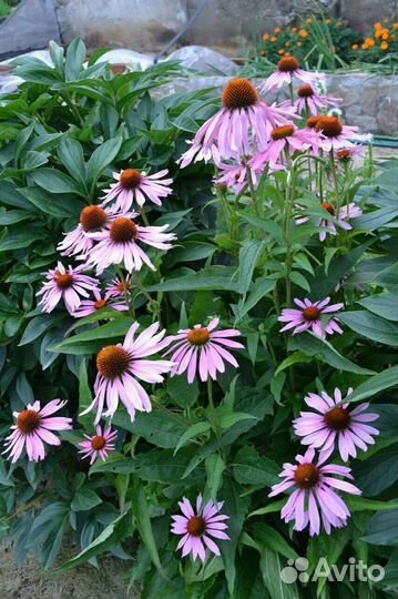 Эхинацея