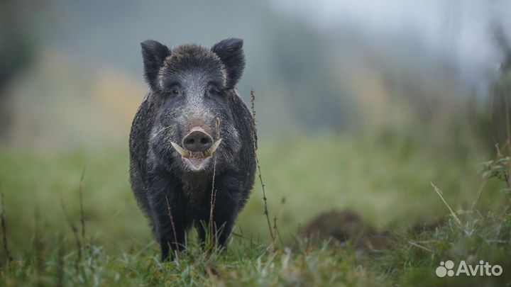 Дикий кабан