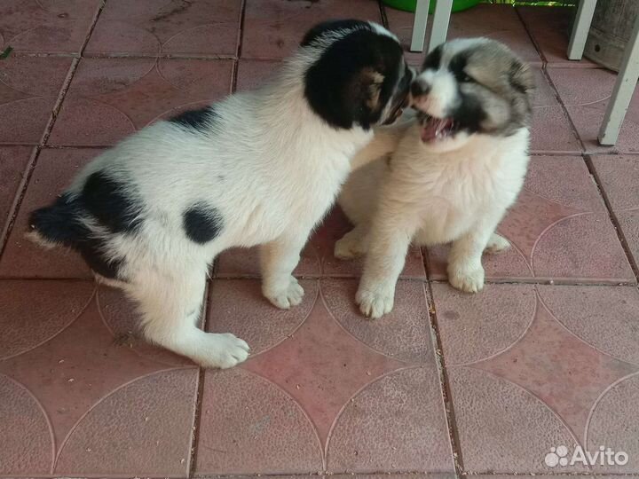 Щенки сао (алабай)
