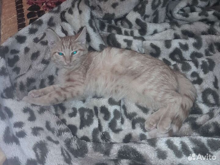 Рыжий котёнок мальчик