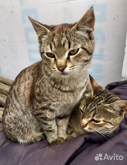 Котята мышеловы