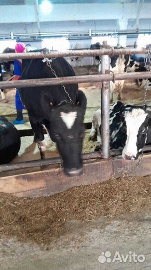 Бычки телки телята бесплатная доставка