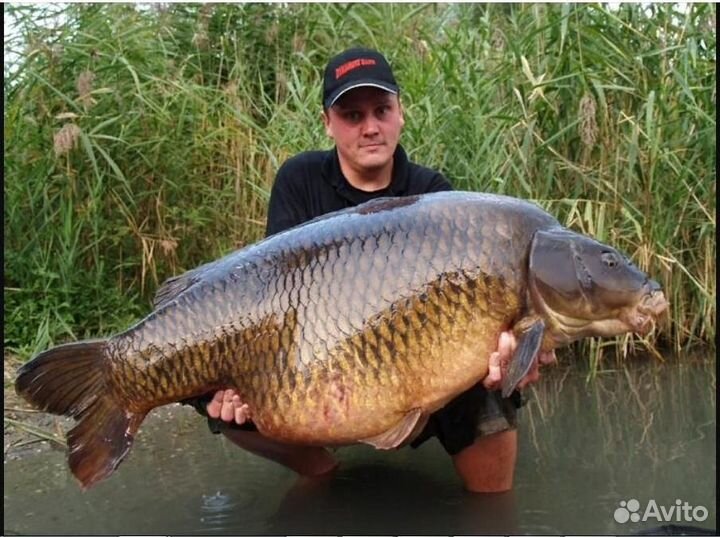 Хлорелла Pond. Экология водоёма