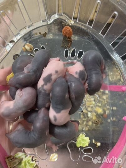 Крысята дамбо окрас серый