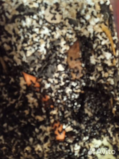 Жук знахарь и его личинки