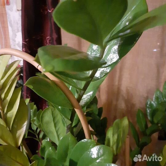 Цветок замиокулькас