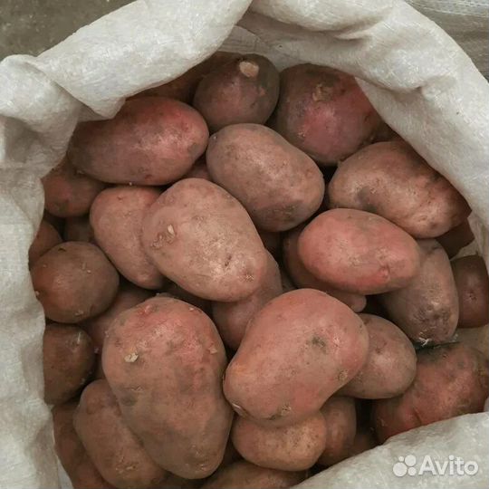 Продам картофель
