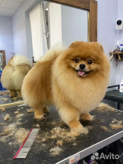 Породный пэт-груминг шпица