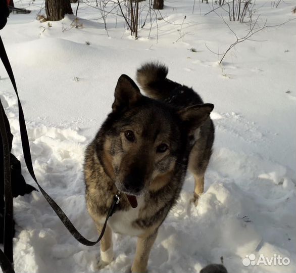 Собака бесплатно