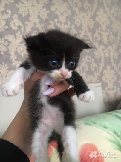 Котятки