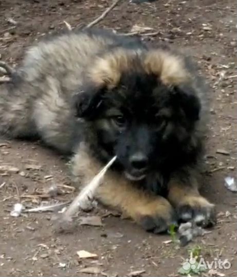 Щенок в частный дом на охрану в добрые руки