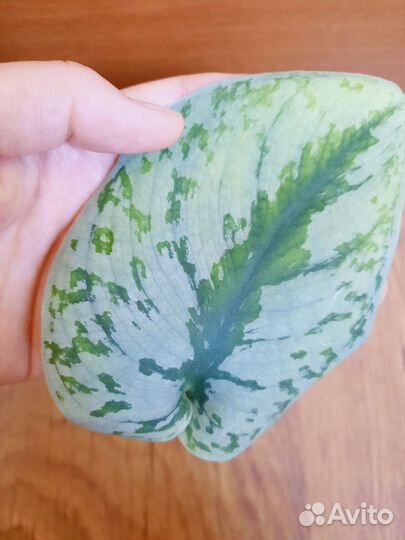 Сциндапсус экзотика