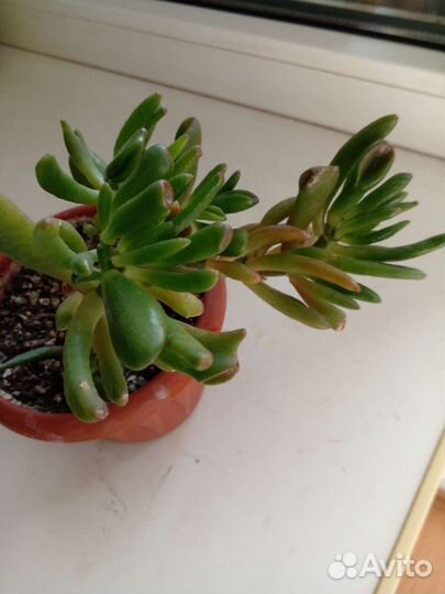 Суккуленты, крассулы, алоэ декоративные