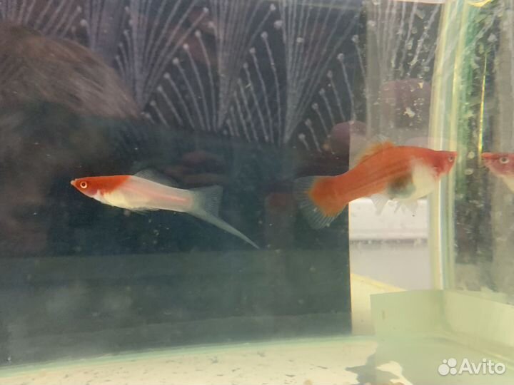 Аквариумные рыбки. Пецилия, меченосец