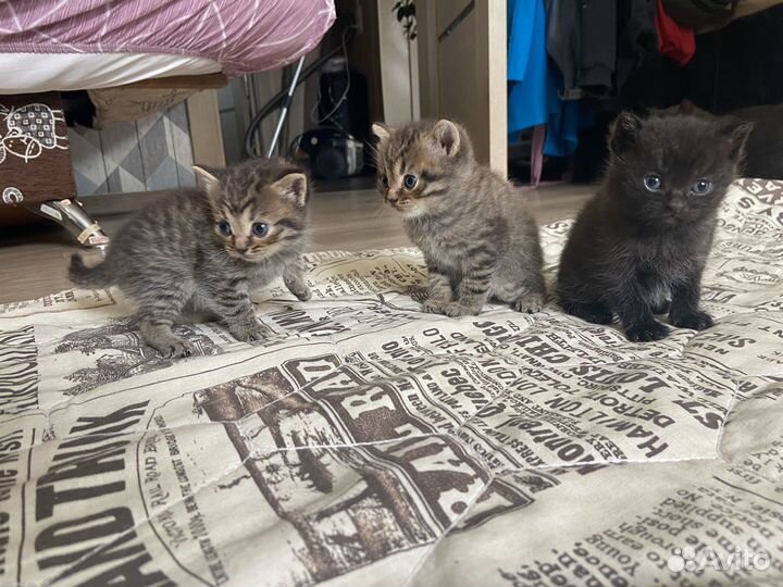 Котята
