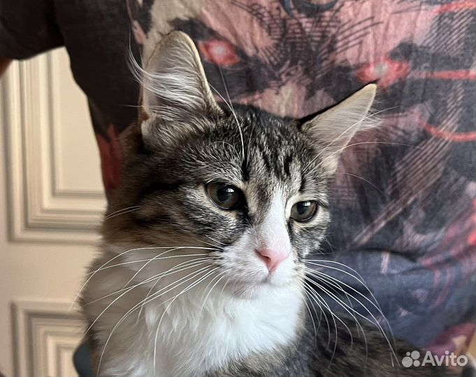 Кошка в дар