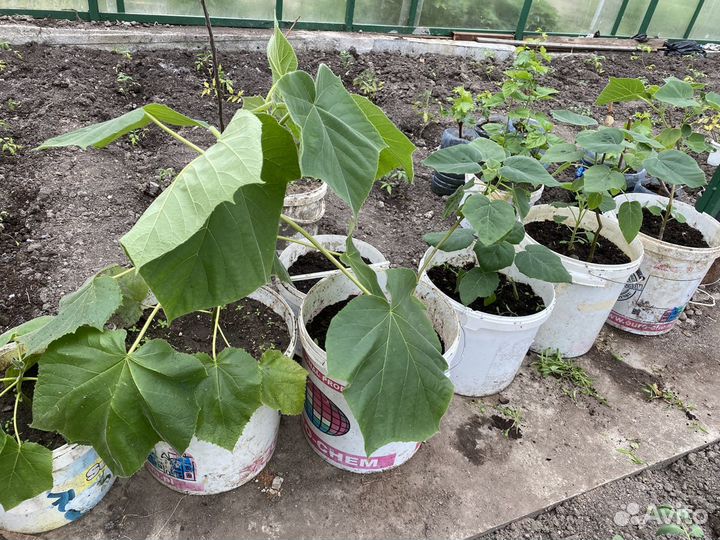 Павловния войлочная