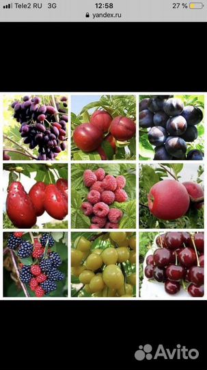 Саженцы Яблонь опт, розница