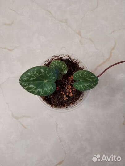 Альпийская фиалка (цикламен)