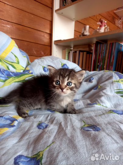 Отдам котят в добрые руки