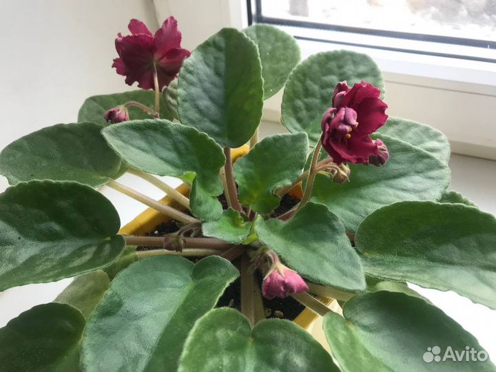 Фиалка (Розовая) (Бой быков)