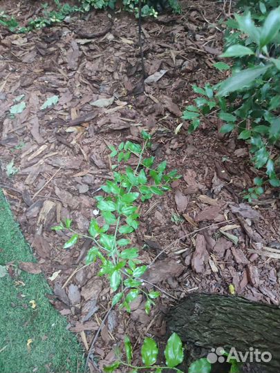 Саженцы унаби