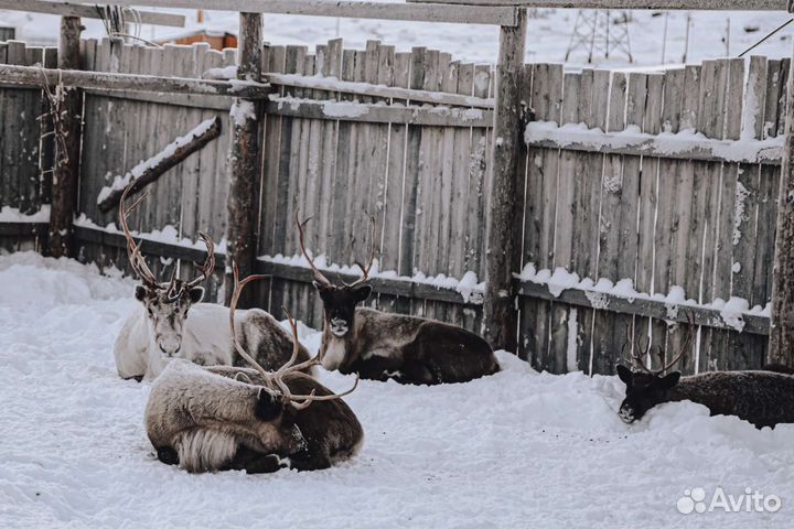 Туры в Териберку