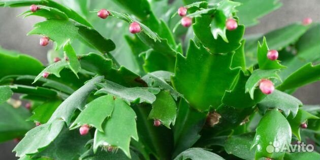 Цветок декабрист