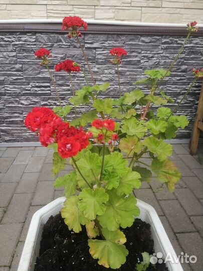 Продаю колеусы, герань