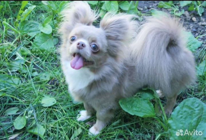 Щенки чихуахуа