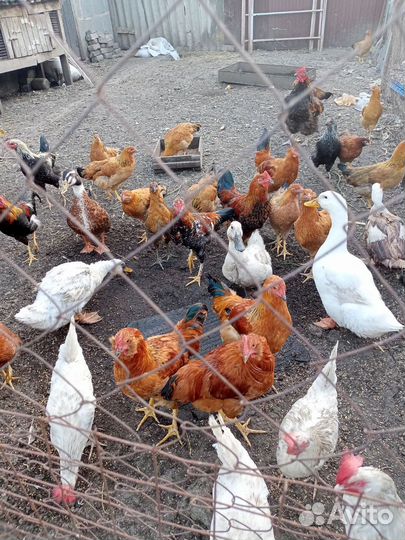 Петухи домашние