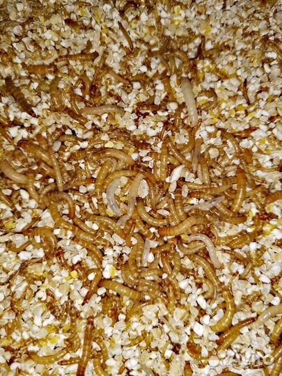 Мучной червь